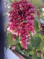 Grootmoeders oorbel of fazantenbes, Tuin en Terras, Planten | Bomen, Ophalen of Verzenden, Volle zon, Overige soorten, Minder dan 100 cm