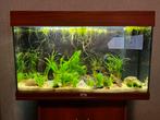 Juwel aquarium rio 125L, Dieren en Toebehoren, Vissen | Aquaria en Toebehoren, Ophalen, Zo goed als nieuw, Gevuld zoetwateraquarium