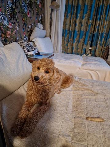 Mooi,lief teefe labradoodle  beschikbaar voor biedingen