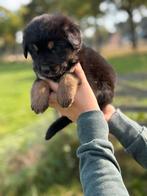 Berner sennen kruising pups, Dieren en Toebehoren, 8 tot 15 weken, Groot, Meerdere, Meerdere dieren