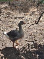 Jonge Pommerse ganzen, Dieren en Toebehoren, Pluimvee, Meerdere dieren, Gans of Zwaan