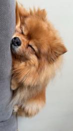 Lief en knuffelig Pomeriaan hondje zoekt nieuw thuis, Dieren en Toebehoren, Keeshond, Buitenland, Teef, Eén hond