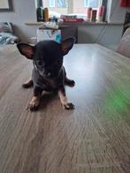 Te koop chihuahua pup, Rabiës (hondsdolheid), 8 tot 15 weken, Teef, Eén hond