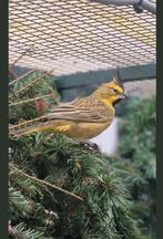 Groene kardinaal man 2025, Dieren en Toebehoren, Vogels | Overige Vogels, Mannelijk, Geringd