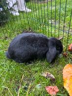 Dwerg hangoor komijntje, Dieren en Toebehoren, Konijnen, Mannelijk, Dwerg