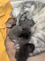 Britse korthaar Kittens, Dieren en Toebehoren, Katten en Kittens | Overige Katten, Meerdere dieren, Kortharig, 0 tot 2 jaar