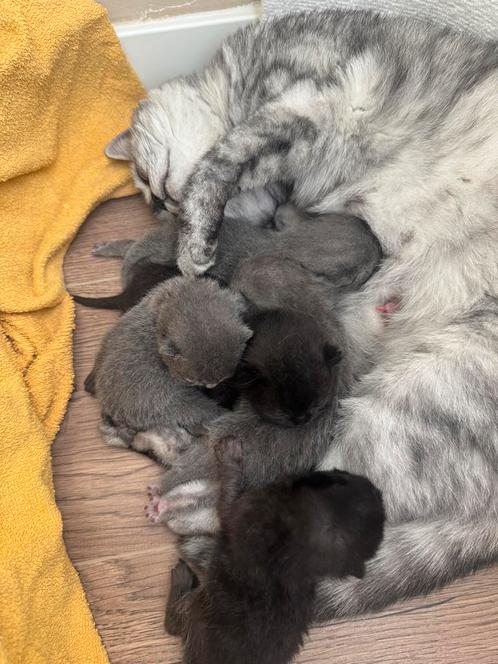 Britse korthaar Kittens, Dieren en Toebehoren, Katten en Kittens | Overige Katten, Kortharig, Meerdere dieren, 0 tot 2 jaar
