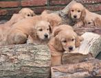 Golden retriever X cocker, Dieren en Toebehoren, Honden | Retrievers, Spaniëls en Waterhonden, Golden retriever, Rabiës (hondsdolheid)