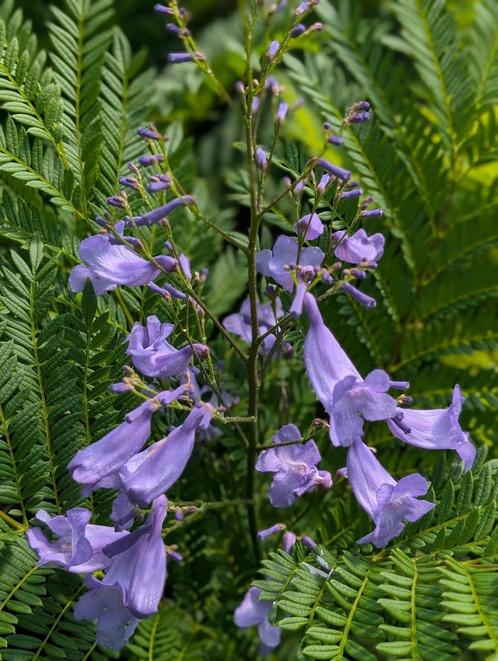Nieuw! Jacaranda mimosifolia "Bonsai Blue" uniek !, Tuin en Terras, Planten | Tuinplanten, Overige soorten, Volle zon, Zomer, Ophalen
