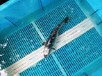 Doitsu 30/35 cm, Dieren en Toebehoren, Karper of Koi
