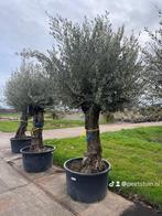 Olijfbomen vanaf €95,-, Tuin en Terras, Planten | Bomen, Olijfboom, Volle zon, Ophalen of Verzenden, 100 tot 250 cm