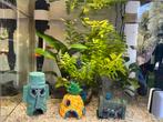 platy 10 stuks, Vis, Zoetwatervis, Schoolvis