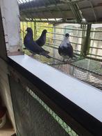 Escampadissa’s, sneller dan de havik, Dieren en Toebehoren, Vogels | Duiven, Vrouwelijk, Tuimelaar of Roller