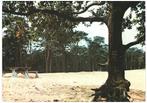 908467	Dorst	1976 gel in 80 N Br Seterse Berg	_Gelopen met m, Verzamelen, Ansichtkaarten | Nederland, Ophalen of Verzenden, 1960 tot 1980