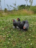 Cochin hanen te koop, 2,5 maand oud, Dieren en Toebehoren, Mannelijk, Kip