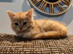 Kittens verwacht! Half september. Ragdoll x Britse Korthaar, Dieren en Toebehoren, Katten en Kittens | Raskatten | Korthaar, Meerdere dieren