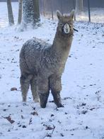 Alpaca huacaya hengstje AAB, Maart, Mannelijk