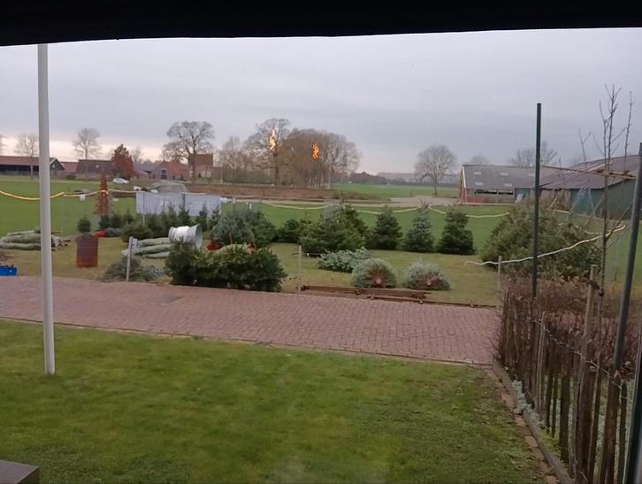 Te koop A Kwaliteit kerstbomen, Diversen, Kerst, Nieuw, Ophalen