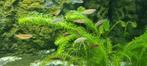 Celestial pearl danio / zebra danio / danio choprae, Dieren en Toebehoren, Vis