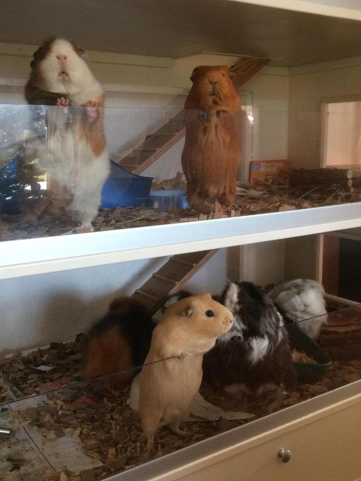 Caviaflat te koop, Dieren en Toebehoren, Knaagdieren en Konijnen | Hokken en Kooien, Gebruikt, Hok, 90 cm of meer, 110 cm of meer