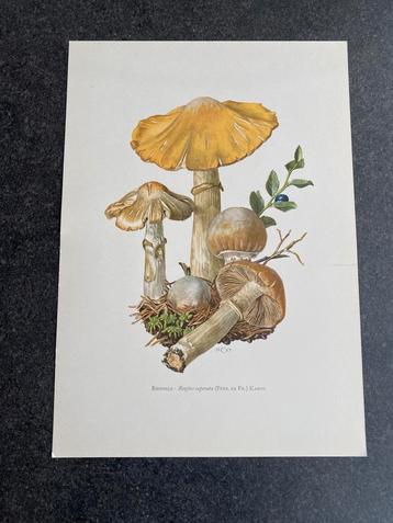 13 prenten paddestoelen 19x27  cm samen 22,50 euro beschikbaar voor biedingen