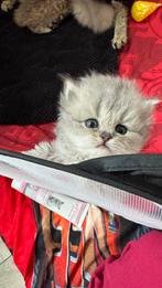 Lieve Britse Kittens, Dieren en Toebehoren, Katten en Kittens | Raskatten | Korthaar, Ontwormd, 0 tot 2 jaar