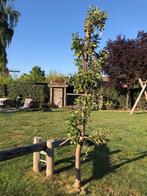 Appelboom, Tuin en Terras, Planten | Bomen, Ophalen, Lente, Volle zon, Overige soorten