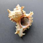 Schelpen - Chicoreus ramosus, Ophalen of Verzenden, Schelp(en)