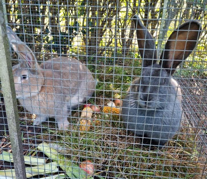 2 schitterende Vlaamse Reus reuzen mannetjes los of samen, Dieren en Toebehoren, Konijnen, Groot, Mannelijk, 0 tot 2 jaar
