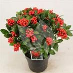 Skimmia jap. Temptation in diverse maten pot met bes, Ophalen, Zomer, Overige soorten, Volle zon