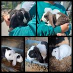 Rex konijntjes anti allergie vacht blauwe ogen!!, Dieren en Toebehoren, Konijnen, Meerdere dieren, Middelgroot, Hangoor, 0 tot 2 jaar