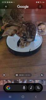 Bengaalse kittens, Dieren en Toebehoren, Katten en Kittens | Raskatten | Korthaar, Poes, Gechipt, 0 tot 2 jaar