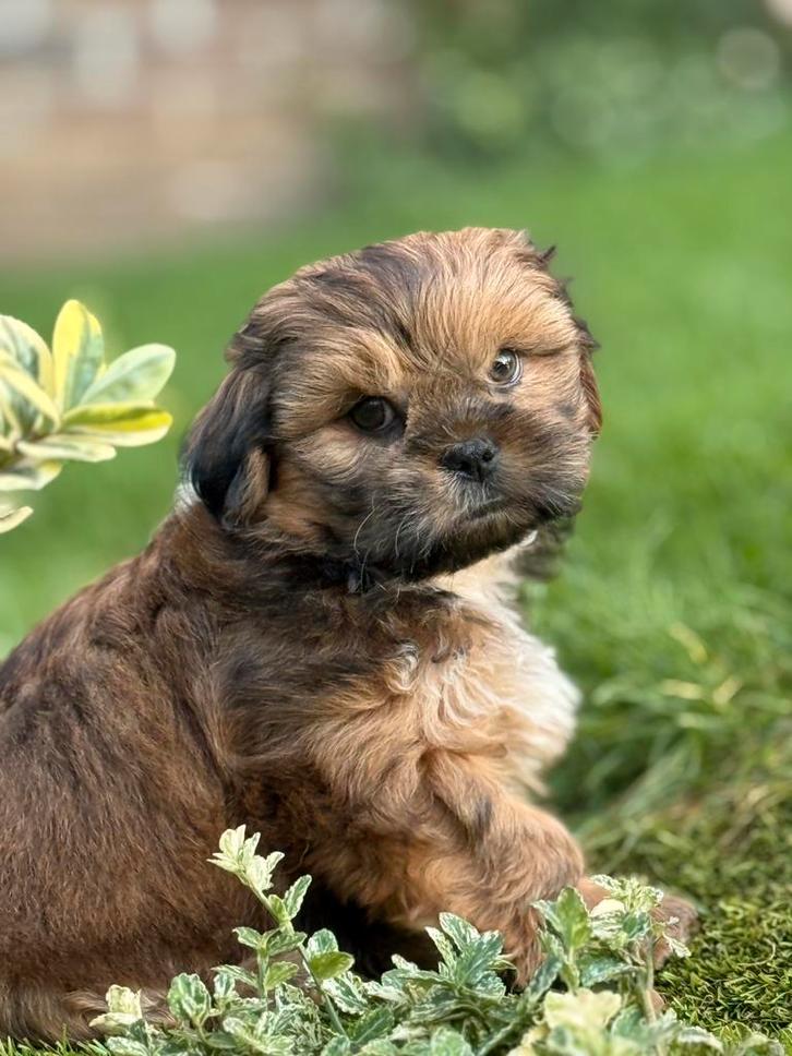 Lhasa apso pups reutjes, Dieren en Toebehoren, Honden | Chihuahua's en Gezelschapshonden, Reu, Overige rassen, Fokker | Professioneel
