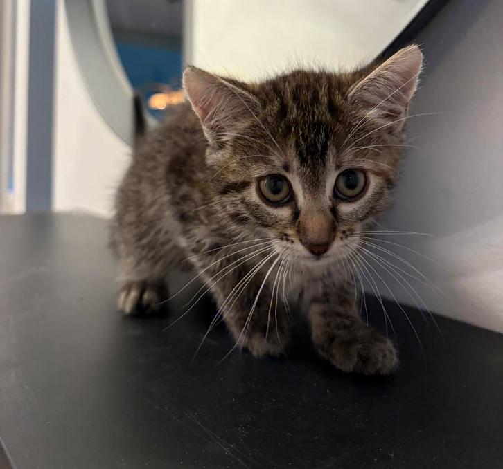 Kitten kruising Turkse-Van, Dieren en Toebehoren, Katten en Kittens | Raskatten | Korthaar, Poes, 0 tot 2 jaar