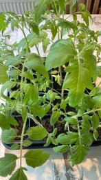 Tomatenplantjes, Ophalen, Volle zon, Groenteplanten, Eenjarig