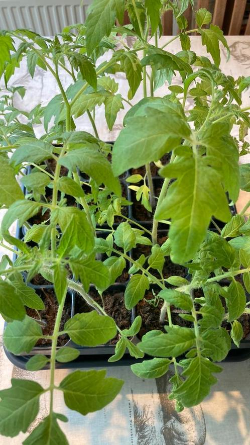 Tomatenplantjes, Tuin en Terras, Planten | Tuinplanten, Eenjarig, Groenteplanten, Volle zon, Zomer, Ophalen