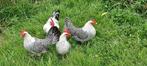 Friese Zilverpel krielen, Meerdere dieren, Kip