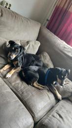 Jack russel, 6 jaar of ouder, Jack Russell Terriër, Teef, Meerdere