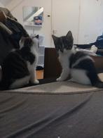 2 lieve kittens nog beschikbaar, Dieren en Toebehoren, Meerdere dieren, Kortharig, 0 tot 2 jaar