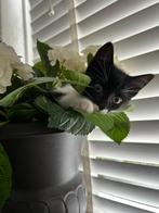Lieve kitten te koop!, Dieren en Toebehoren, Katten en Kittens | Overige Katten, Poes, Kortharig, 0 tot 2 jaar