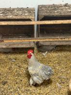 Cochin haan en hennen parelgrijs te koop, Dieren en Toebehoren, Pluimvee, Meerdere dieren, Kip