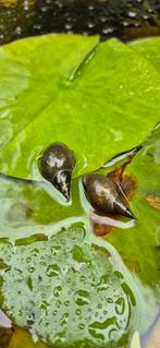 Poelslakken, Dieren en Toebehoren, Slak of Weekdier