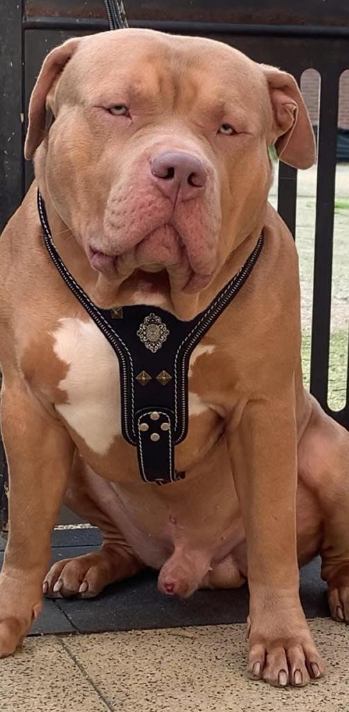 Dekreu American Bully XL, Dieren en Toebehoren, Honden | Dekreuen, Reu, Fokker | Professioneel, Meerdere, Nederland, 3 tot 5 jaar