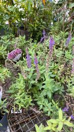 50% korting !!, Ophalen, Eenjarig, Overige soorten, Volle zon