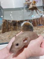 Ratjes super super lief en super tam, Dieren en Toebehoren, Rat, Juli, Meerdere dieren, Tam