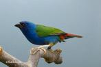 Diverse vogels tevens uitverkoop van vogel benodigdheden, Dieren en Toebehoren, Meerdere dieren, Geringd, Tropenvogel