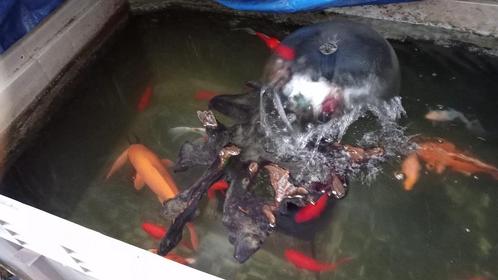 Mooie vijver bak met vissen en pomp!, Dieren en Toebehoren, Vissen | Vijvervissen, Karper of Koi