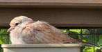 Diamantduif, Dieren en Toebehoren, Vogels | Duiven, Geslacht onbekend, Postduif