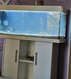 Gezocht tropische kleine visjes garnalen algenetertjes, Dieren en Toebehoren, Vissen | Aquariumvissen, Vis