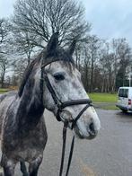 Te koop: leuke 4 jarige D pony ruin., Dieren en Toebehoren, Pony's, Merrie